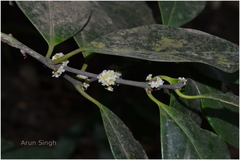 Microtropis latifolia